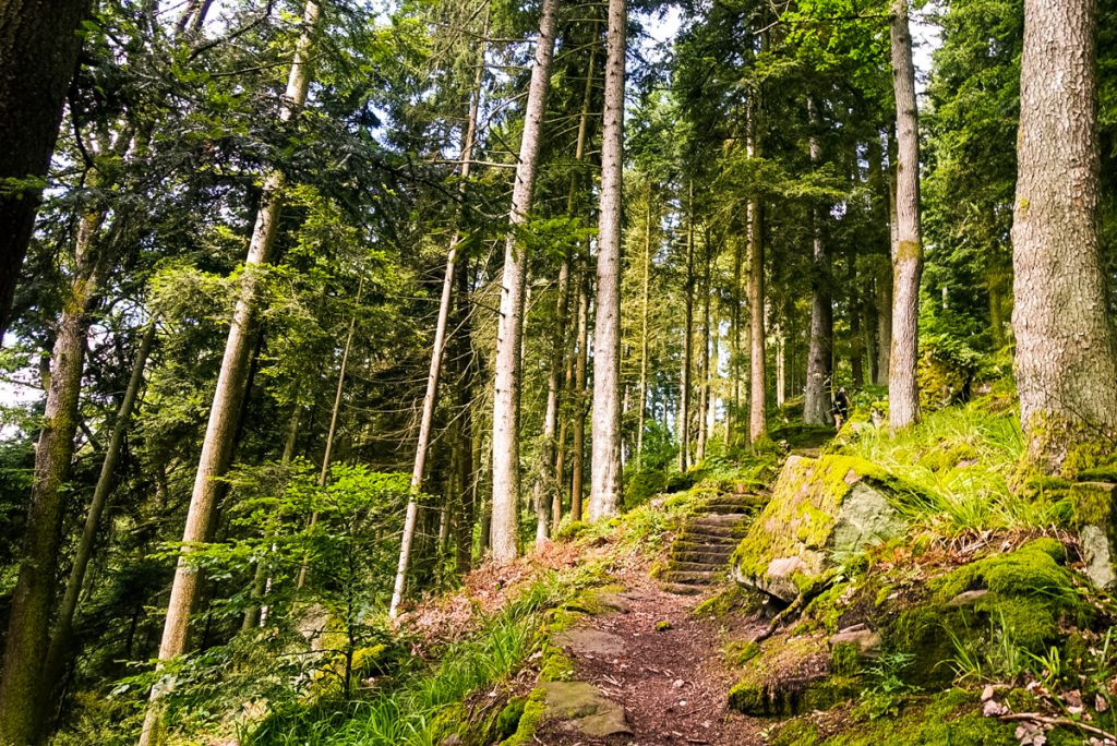 der-teinacher-premiumwanderweg-schwarzwald-blackforest-wandern-hiking-stuttgart-diesemary-fitness