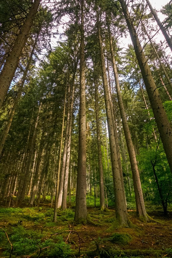 der-teinacher-premiumwanderweg-schwarzwald-blackforest-wandern-hiking-stuttgart-diesemary-fitness